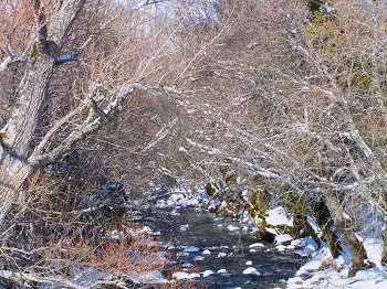 El bosque custodia nuestra agua de CARMEN CAVADA